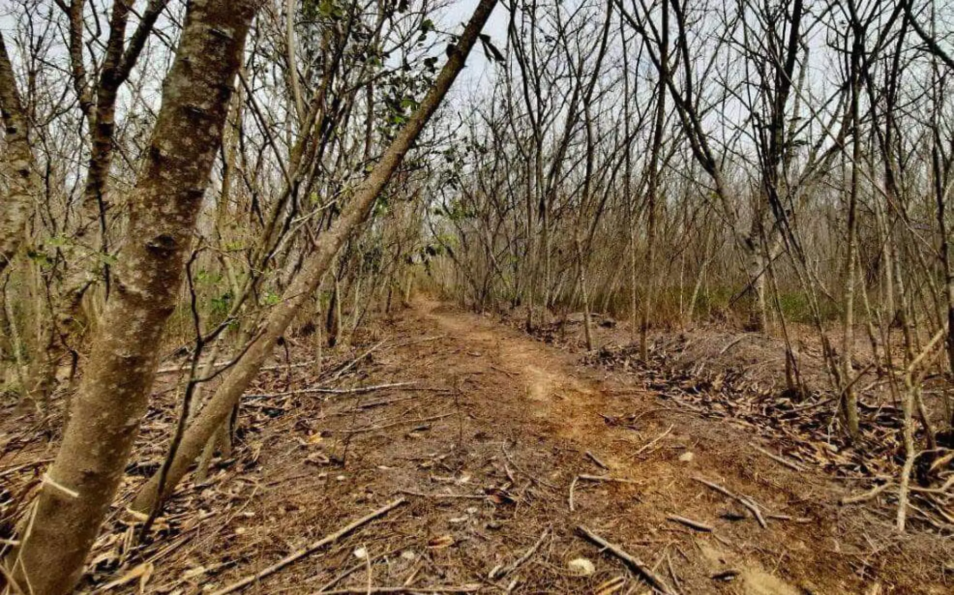 El Bosque de Mangles en Tampico